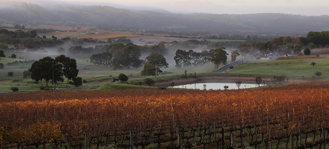 Blewitt Springs Co. vines